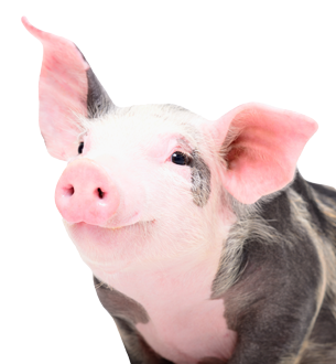 Schwein